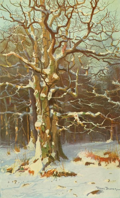 Oaks in Winter by Creator